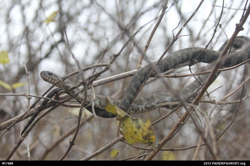 Northern Watersnake