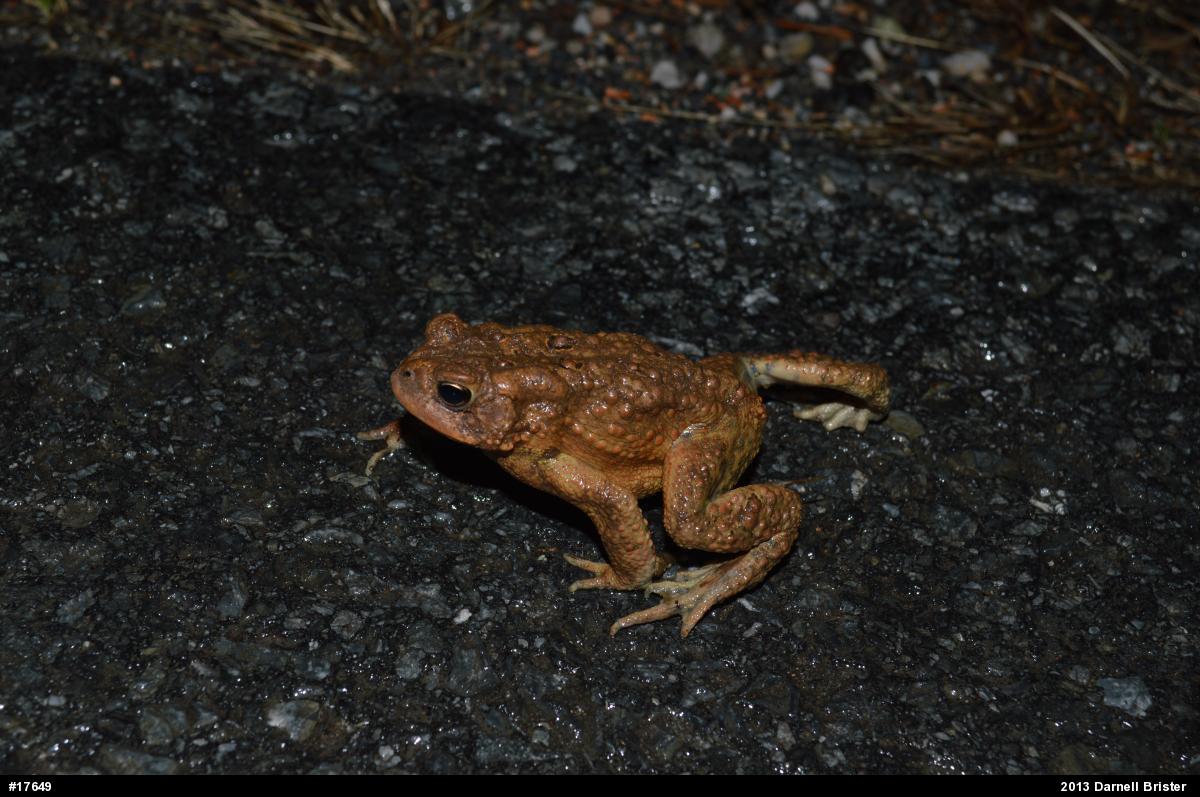 Eastern American Toad