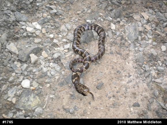 Northern Watersnake