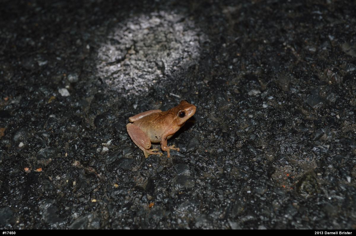 Spring Peeper