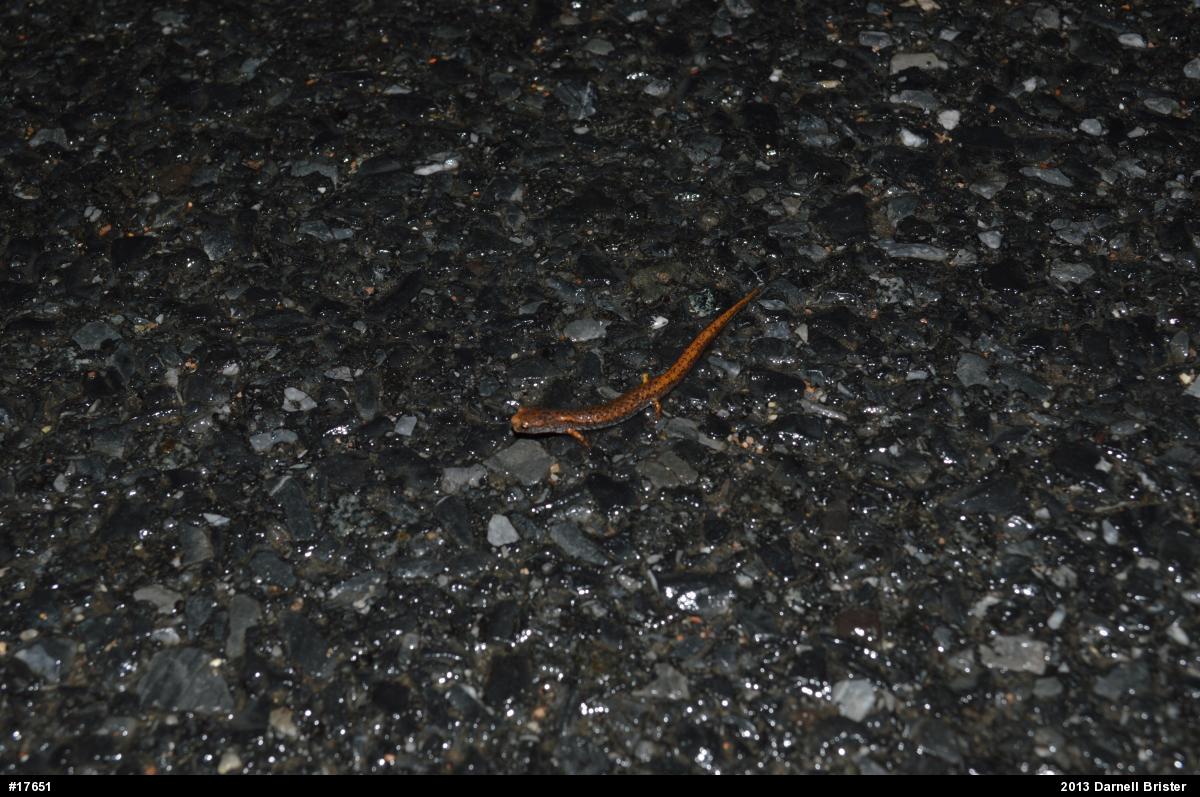 Four-toed Salamander