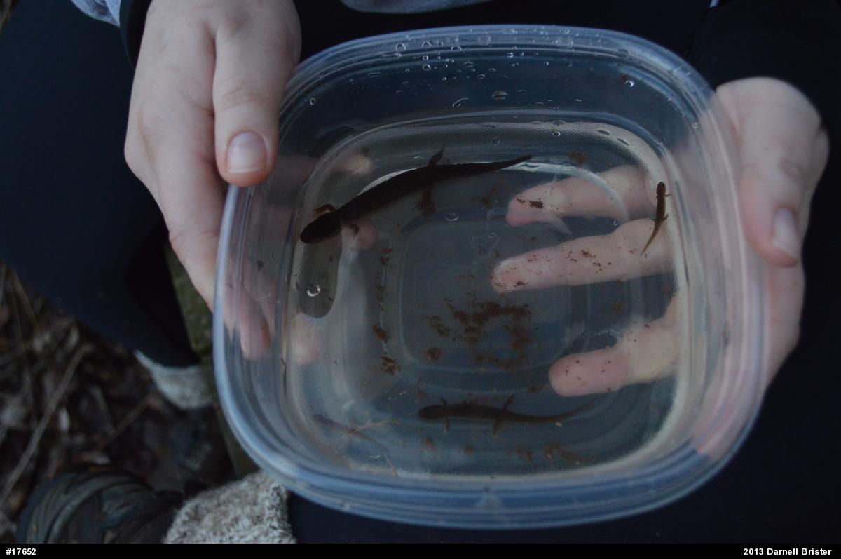 Northern Dusky Salamander