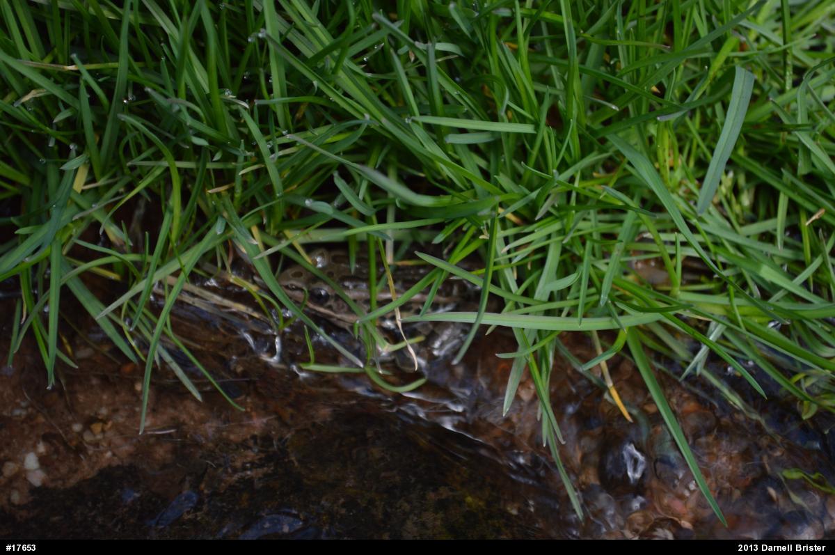 Pickerel Frog