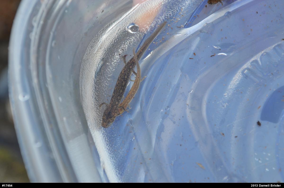 Northern Two-lined Salamander