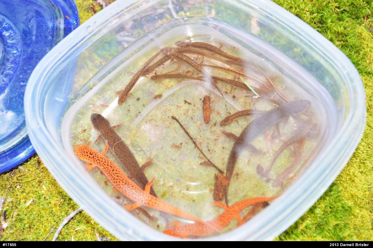 Northern Red Salamander