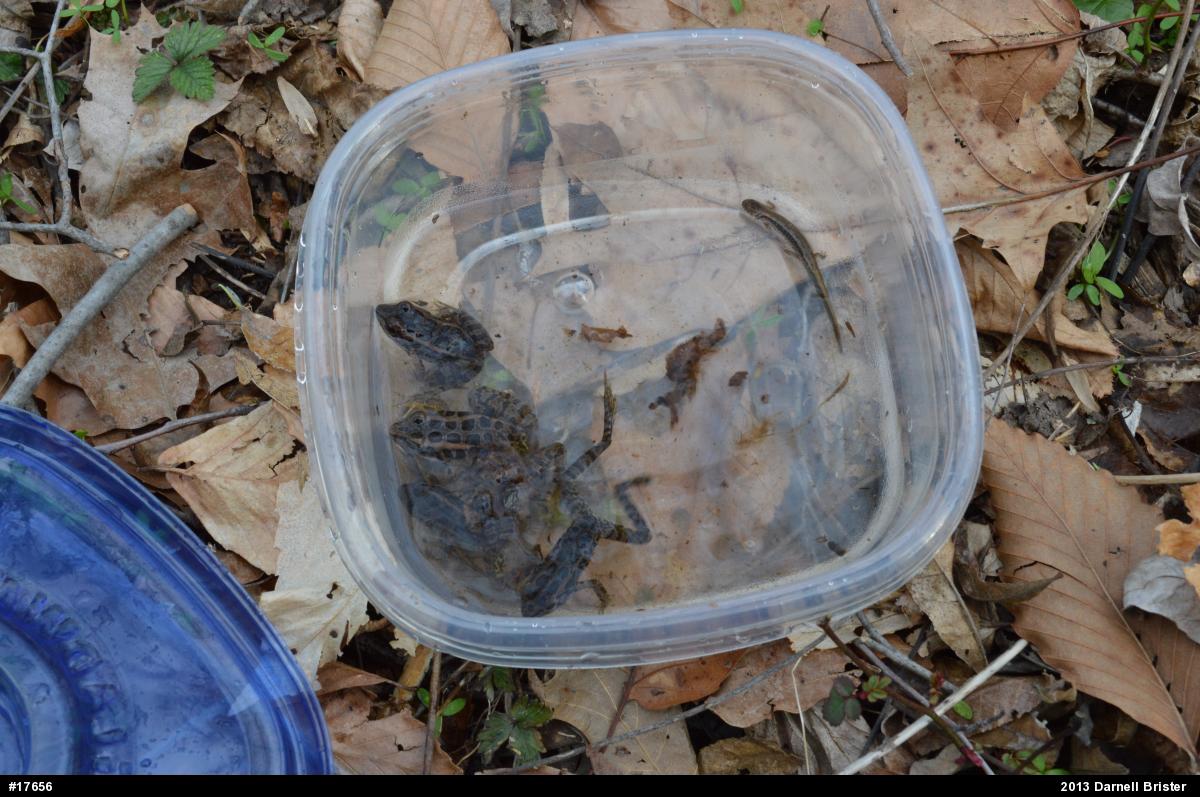 Pickerel Frog