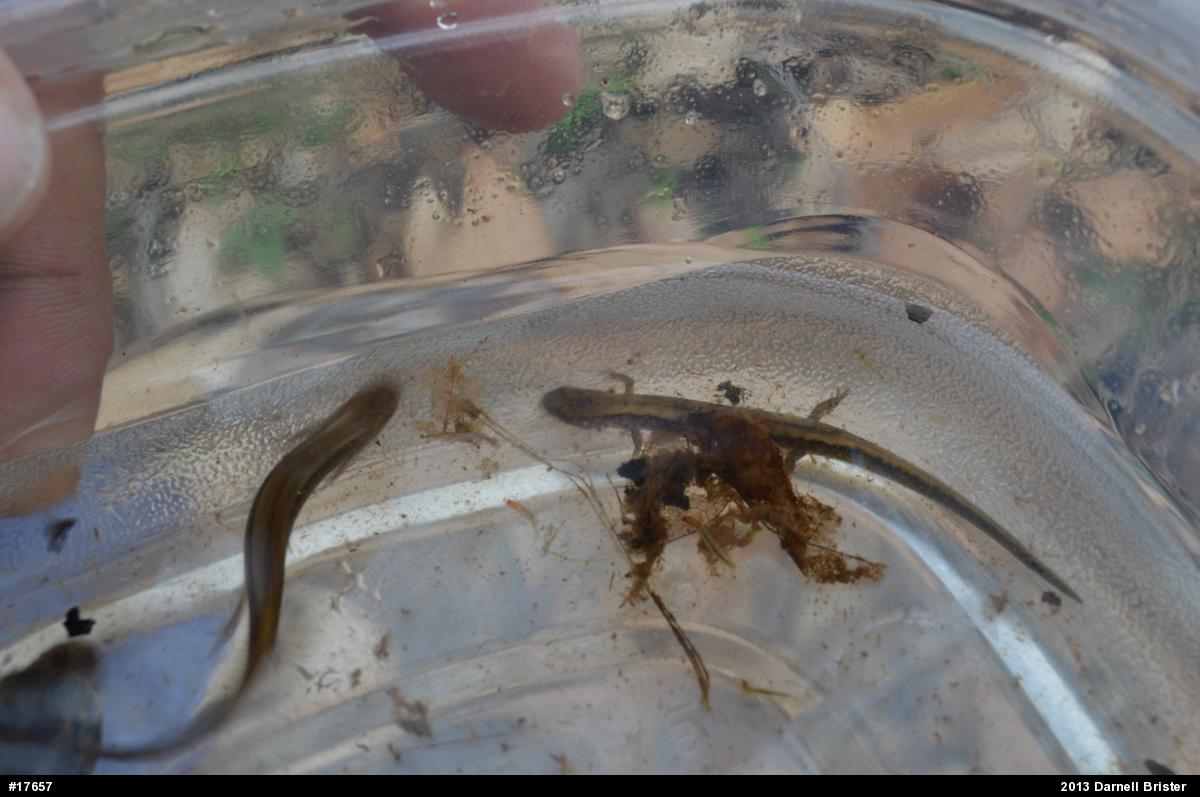Northern Two-lined Salamander