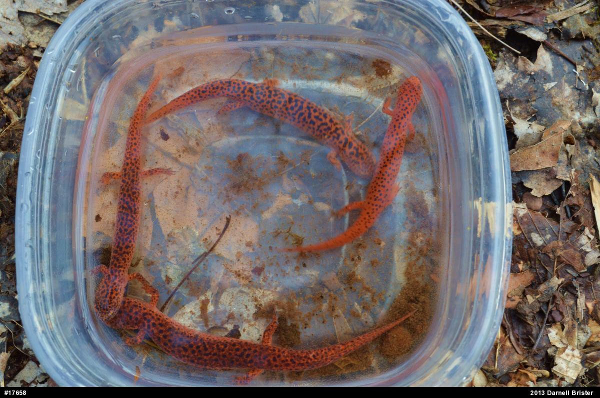 Northern Red Salamander