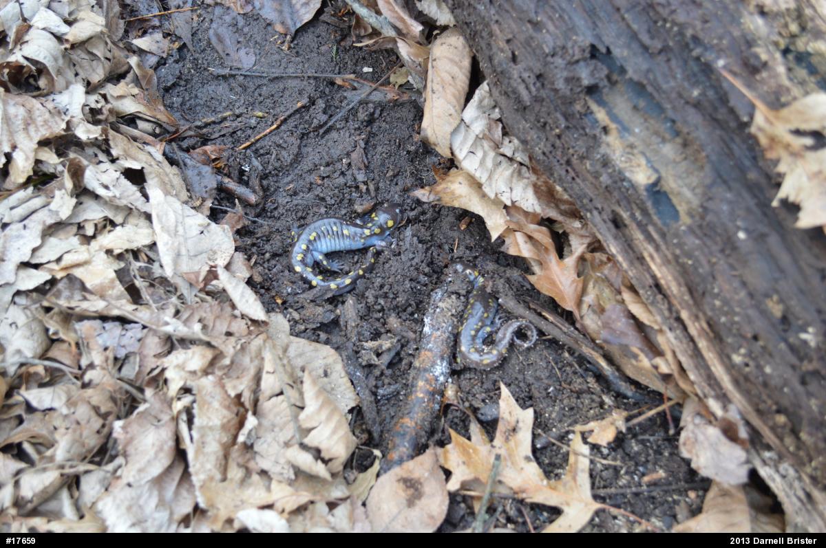 Spotted Salamander