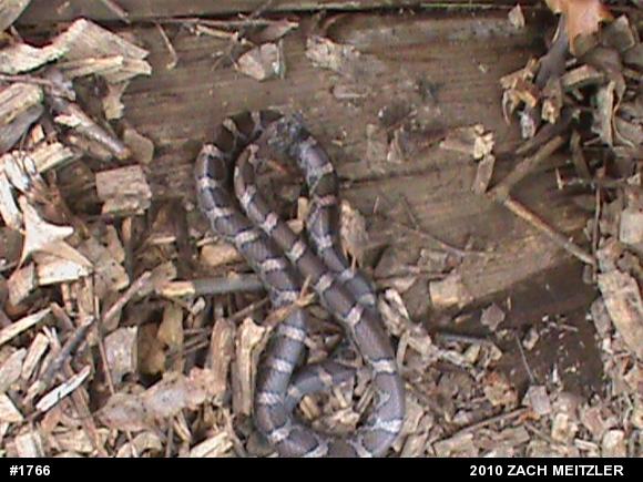 Eastern Milksnake