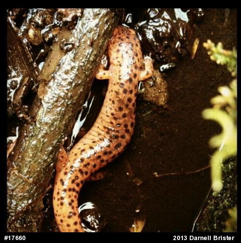 Northern Red Salamander