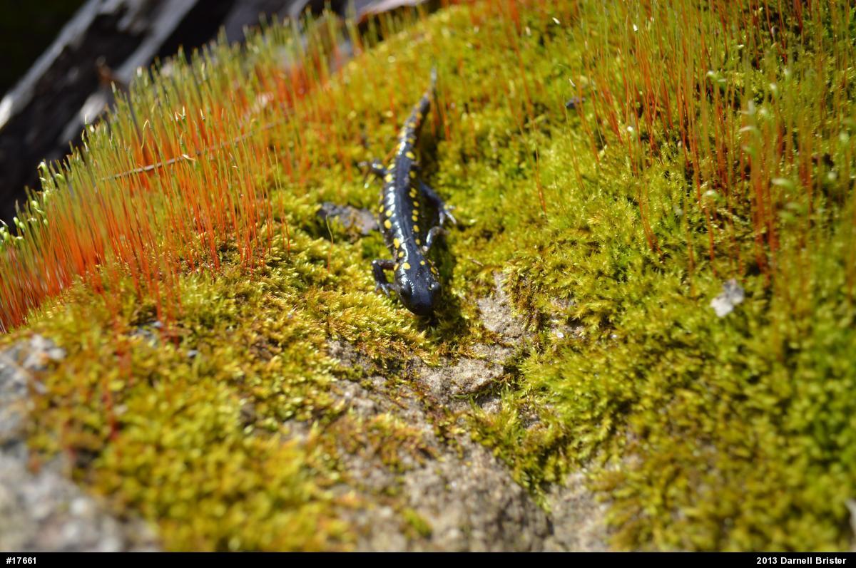 Spotted Salamander