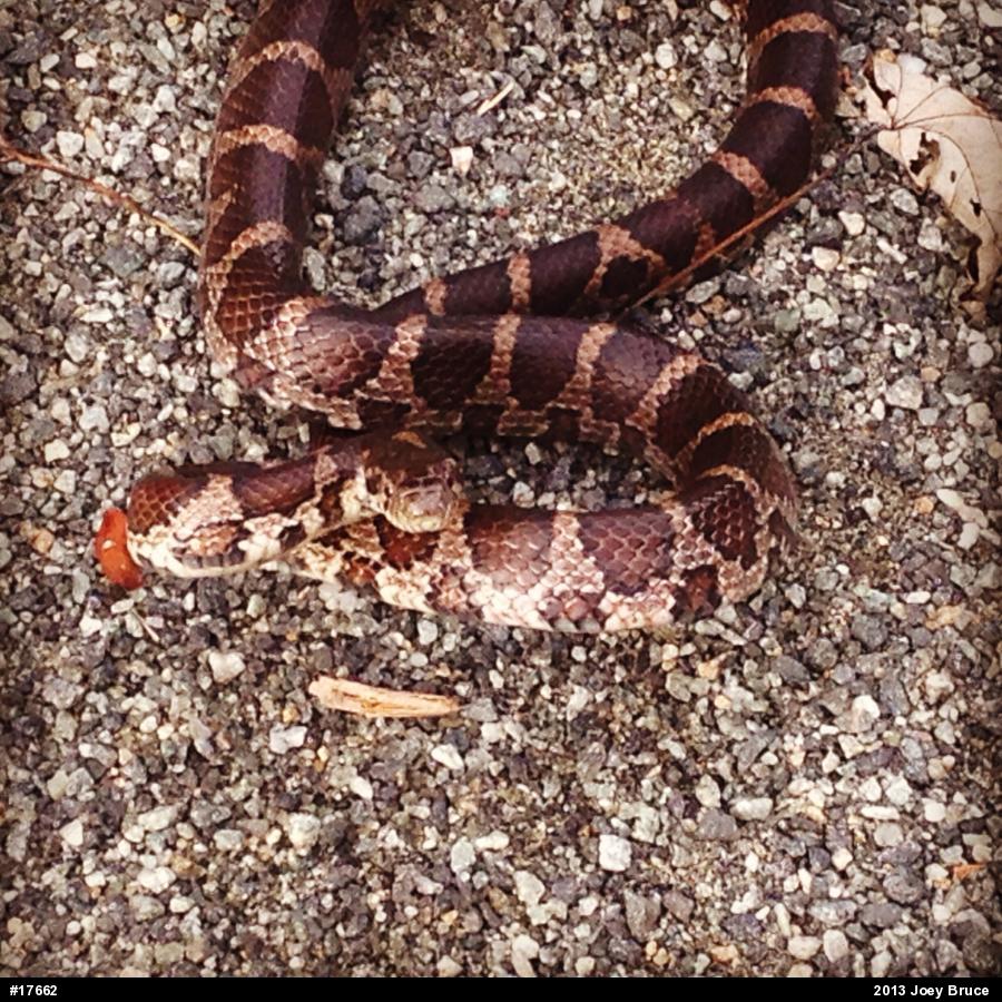 Eastern Milksnake