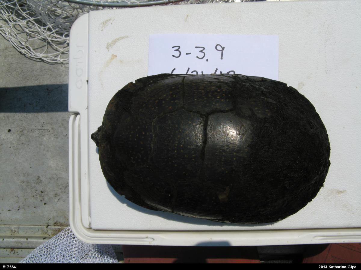 Blanding's Turtle