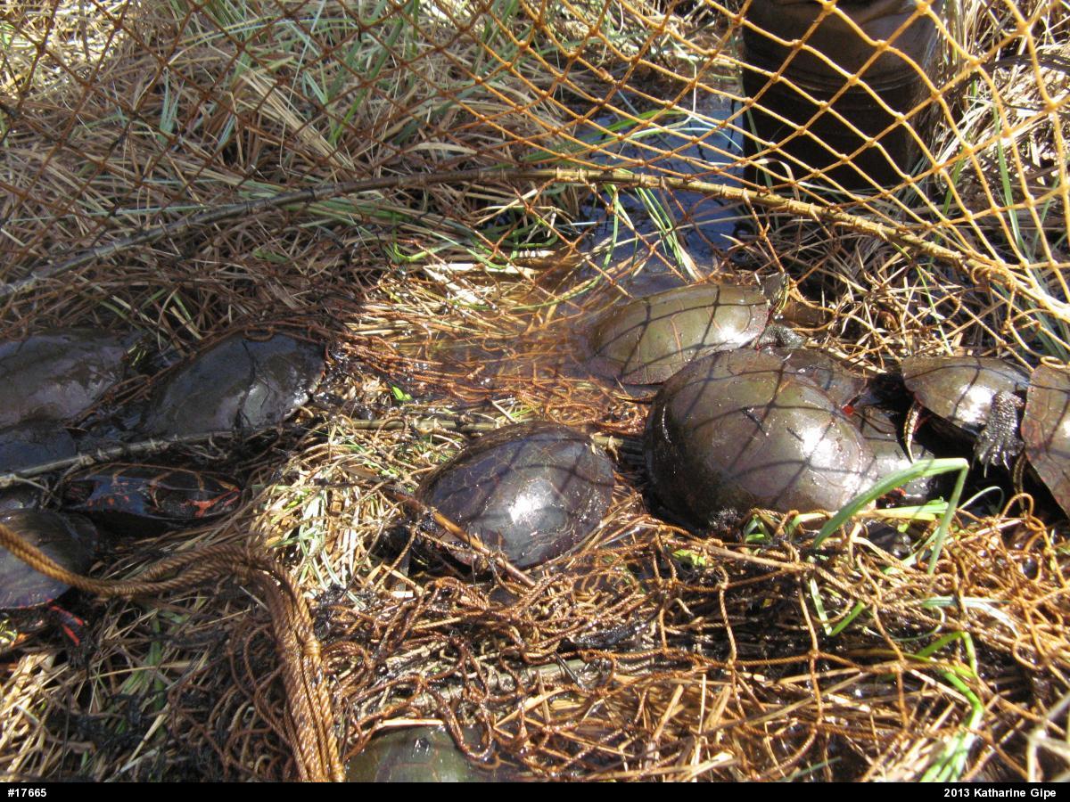 Painted Turtle