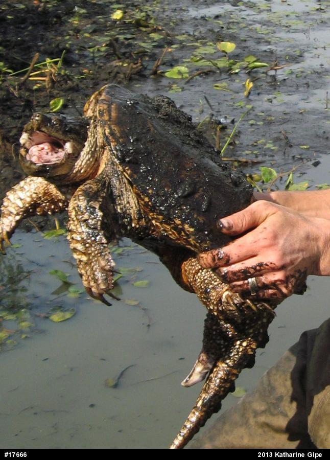 Snapping Turtle
