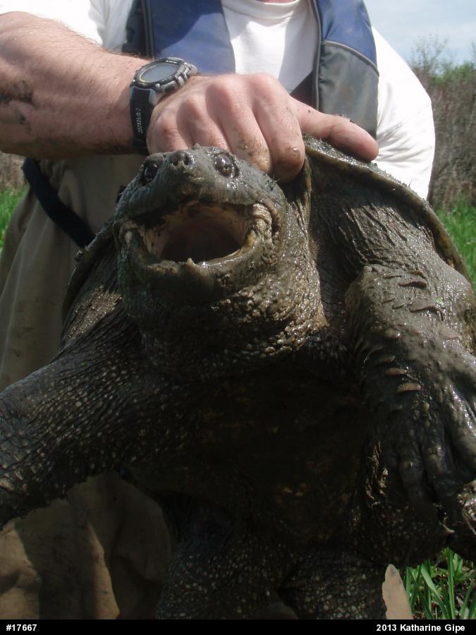 Snapping Turtle