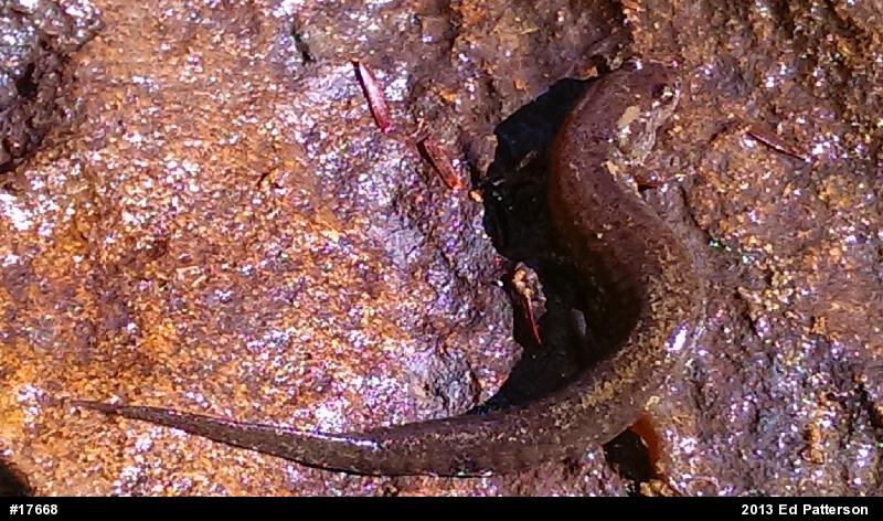 Northern Dusky Salamander