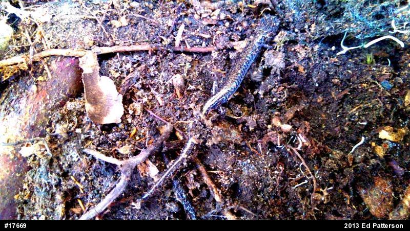 Valley And Ridge Salamander