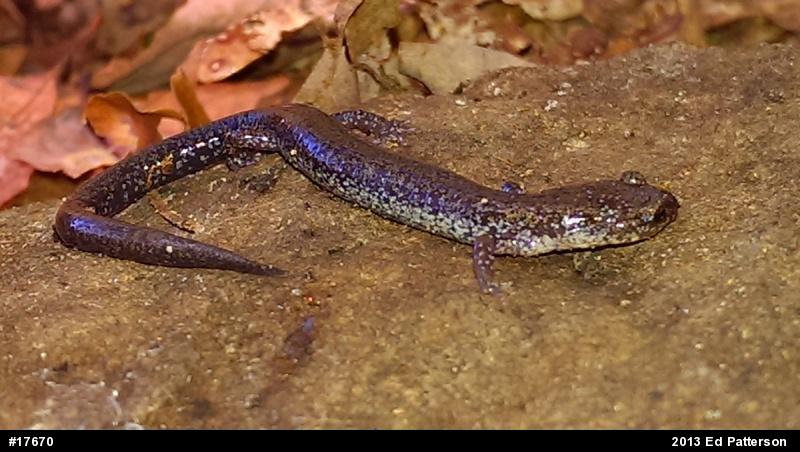 Valley And Ridge Salamander