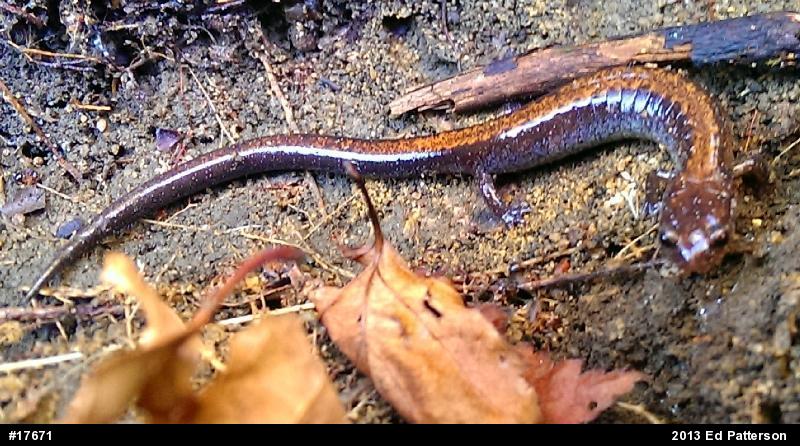 Eastern Red-backed  Salamander