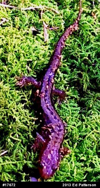 Allegheny Mountain Dusky Salamander