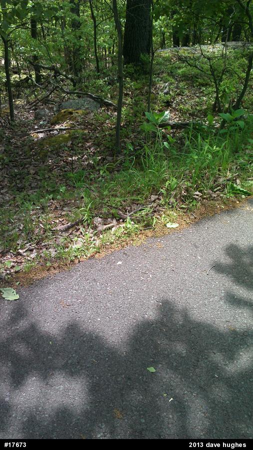 Eastern Hog-nosed Snake