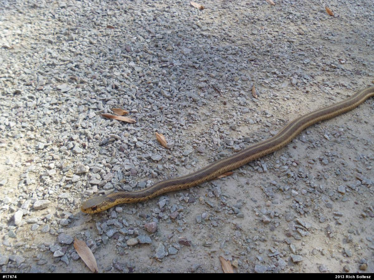 Eastern Gartersnake