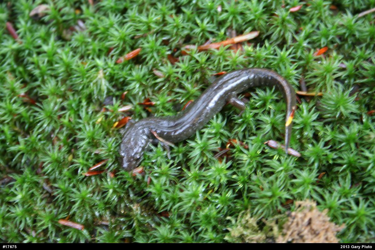Northern Dusky Salamander