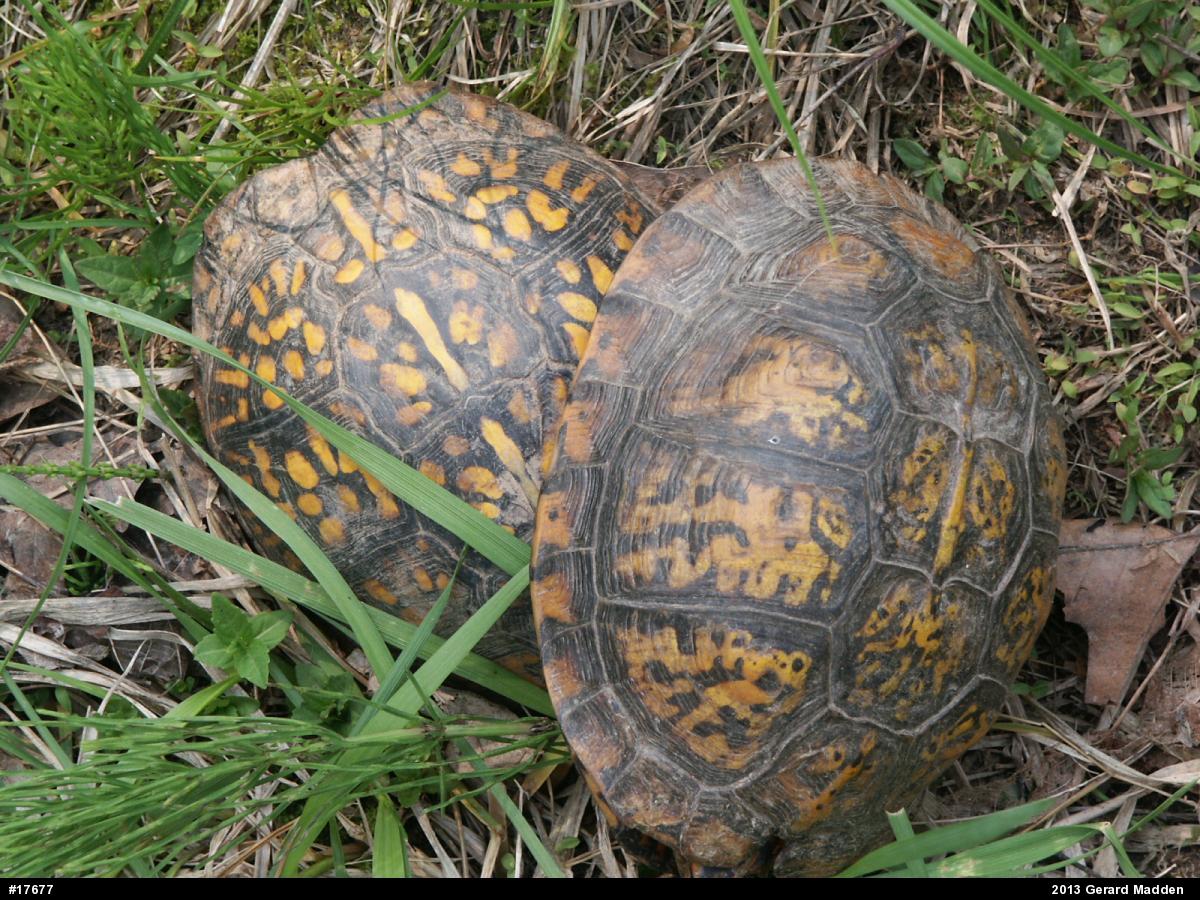 Eastern Box Turtle