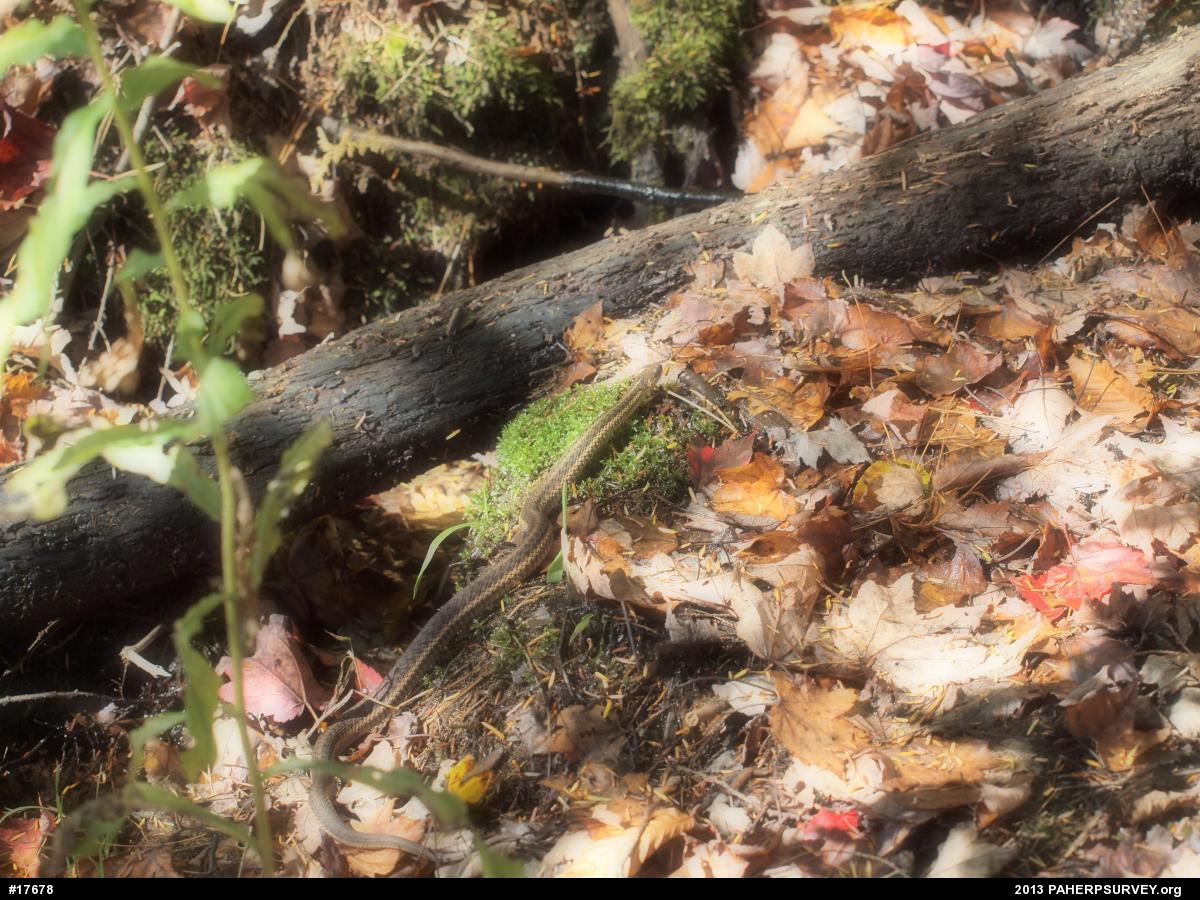 Eastern Gartersnake