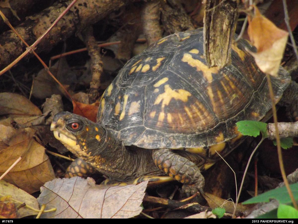Eastern Box Turtle