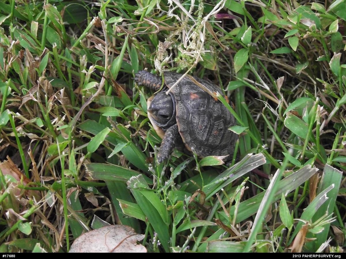 Eastern Box Turtle