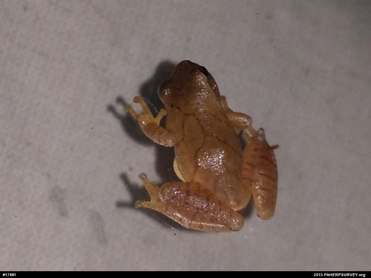 Spring Peeper