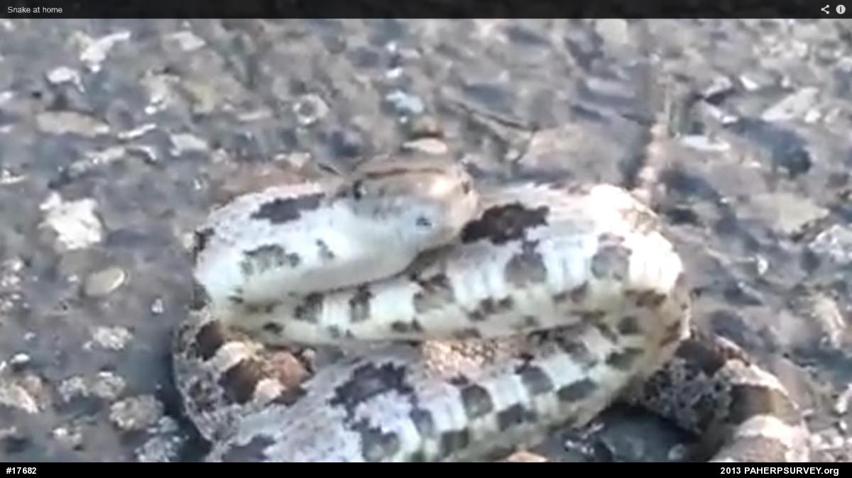 Eastern Ratsnake