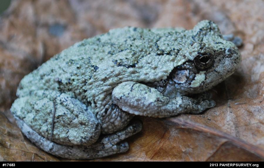 Unknown Gray Treefrog