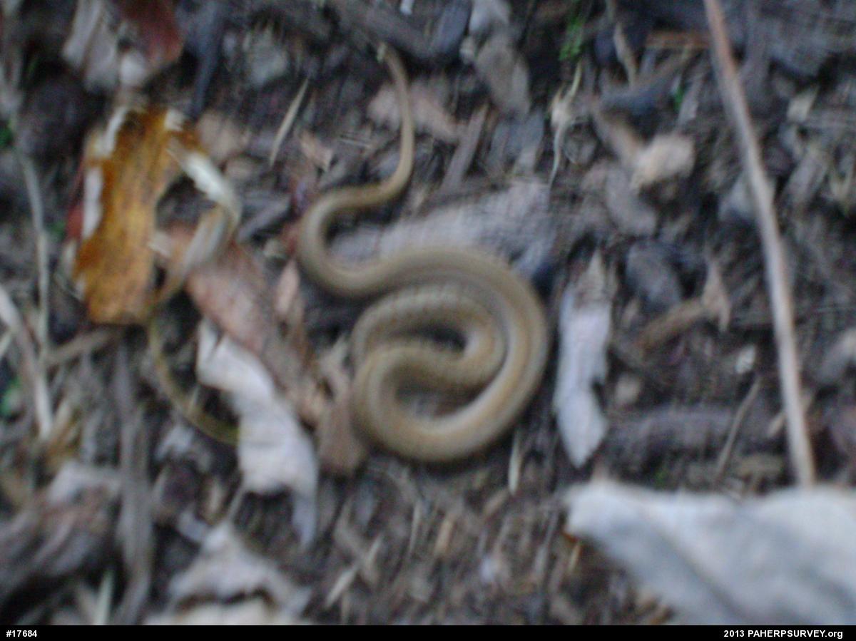 Dekay's Brownsnake