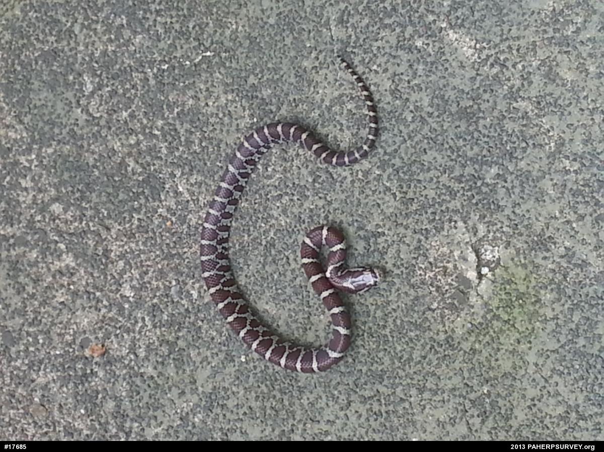 Eastern Milksnake