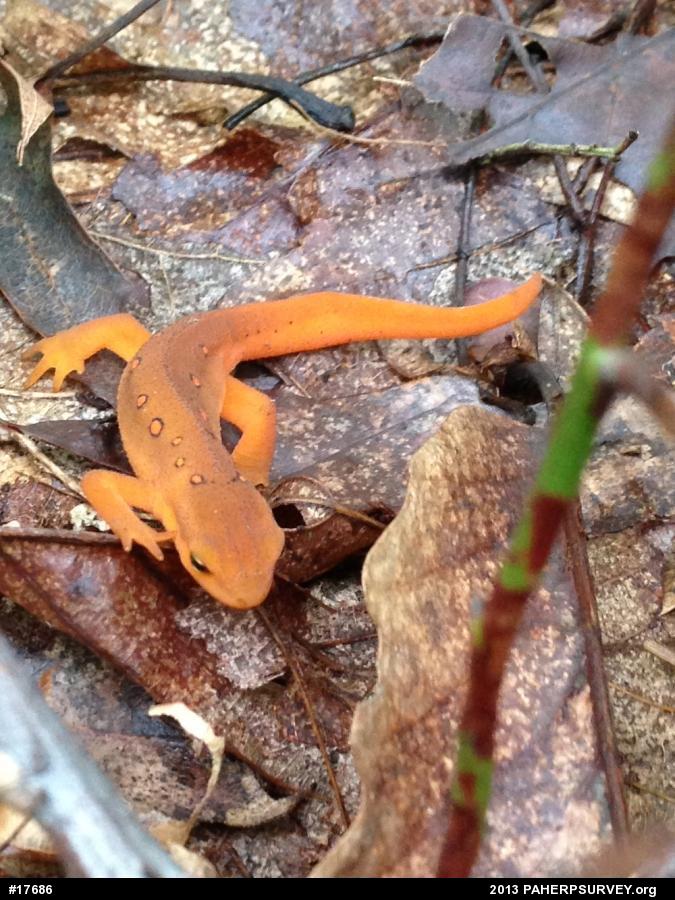 Red-spotted Newt