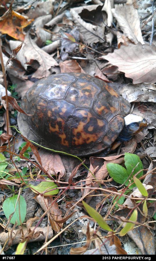 Eastern Box Turtle