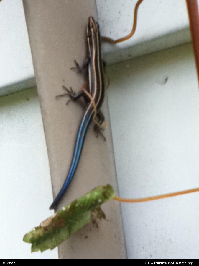 Common Five-lined Skink
