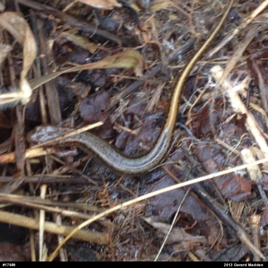 Northern Two-lined Salamander