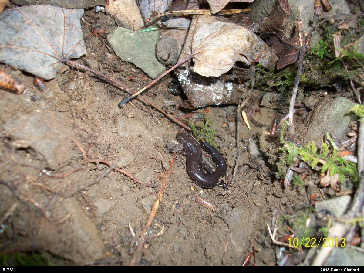 Allegheny Mountain Dusky Salamander