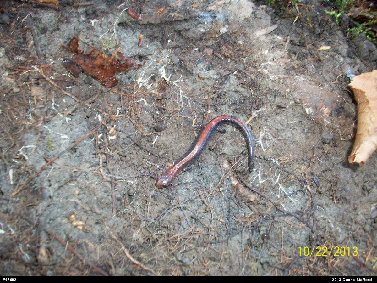 Eastern Red-backed  Salamander