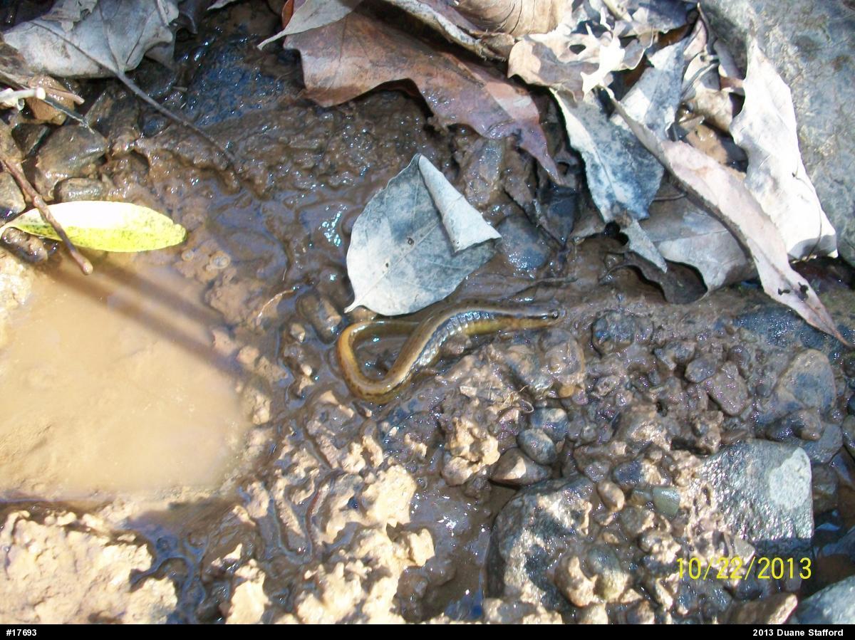 Northern Two-lined Salamander