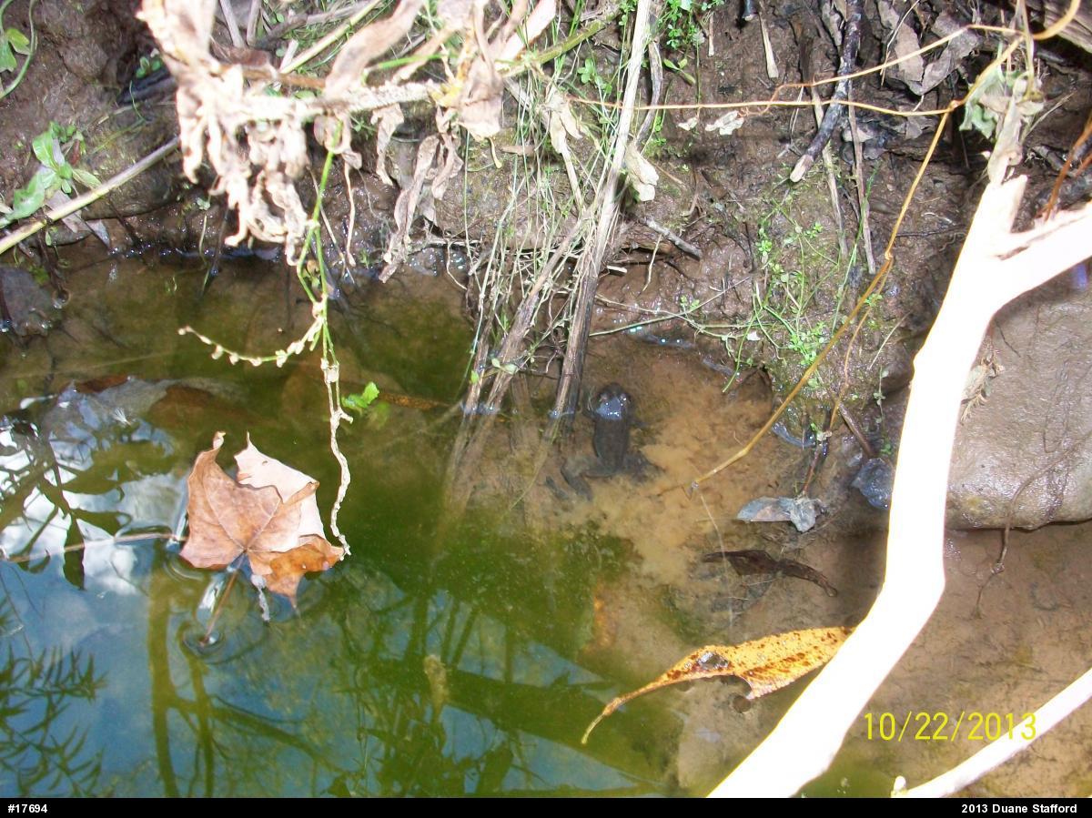 Green Frog