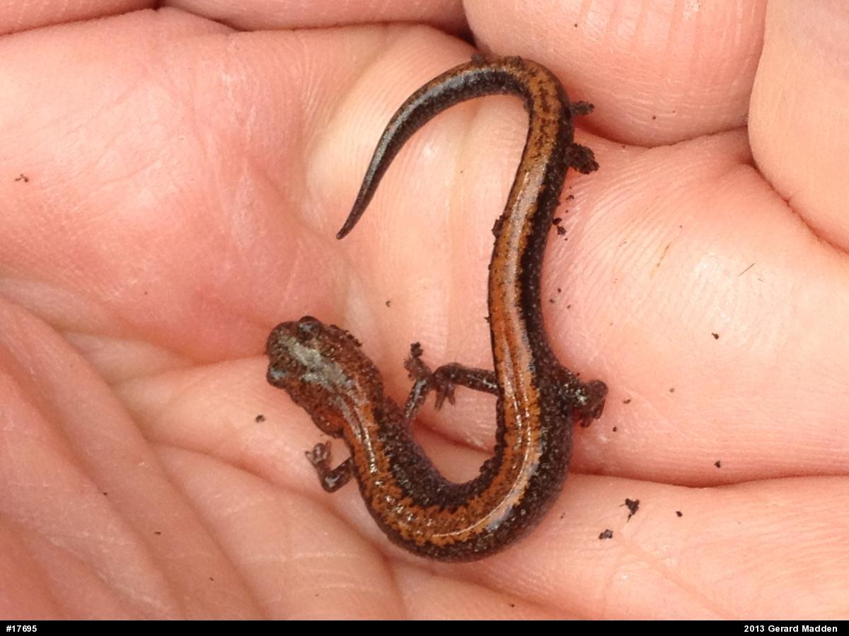 Eastern Red-backed  Salamander