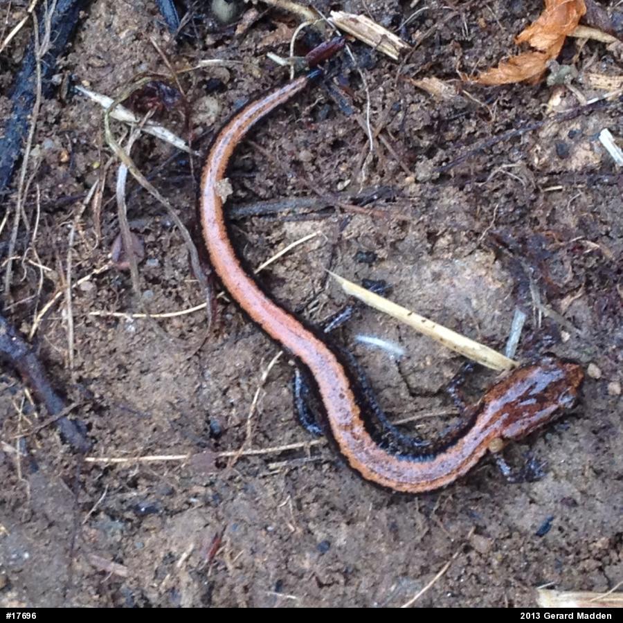 Eastern Red-backed  Salamander