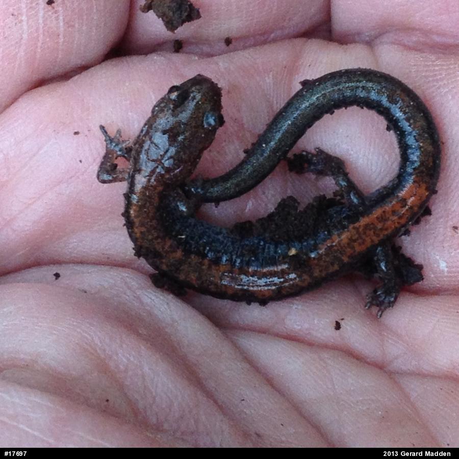Eastern Red-backed  Salamander