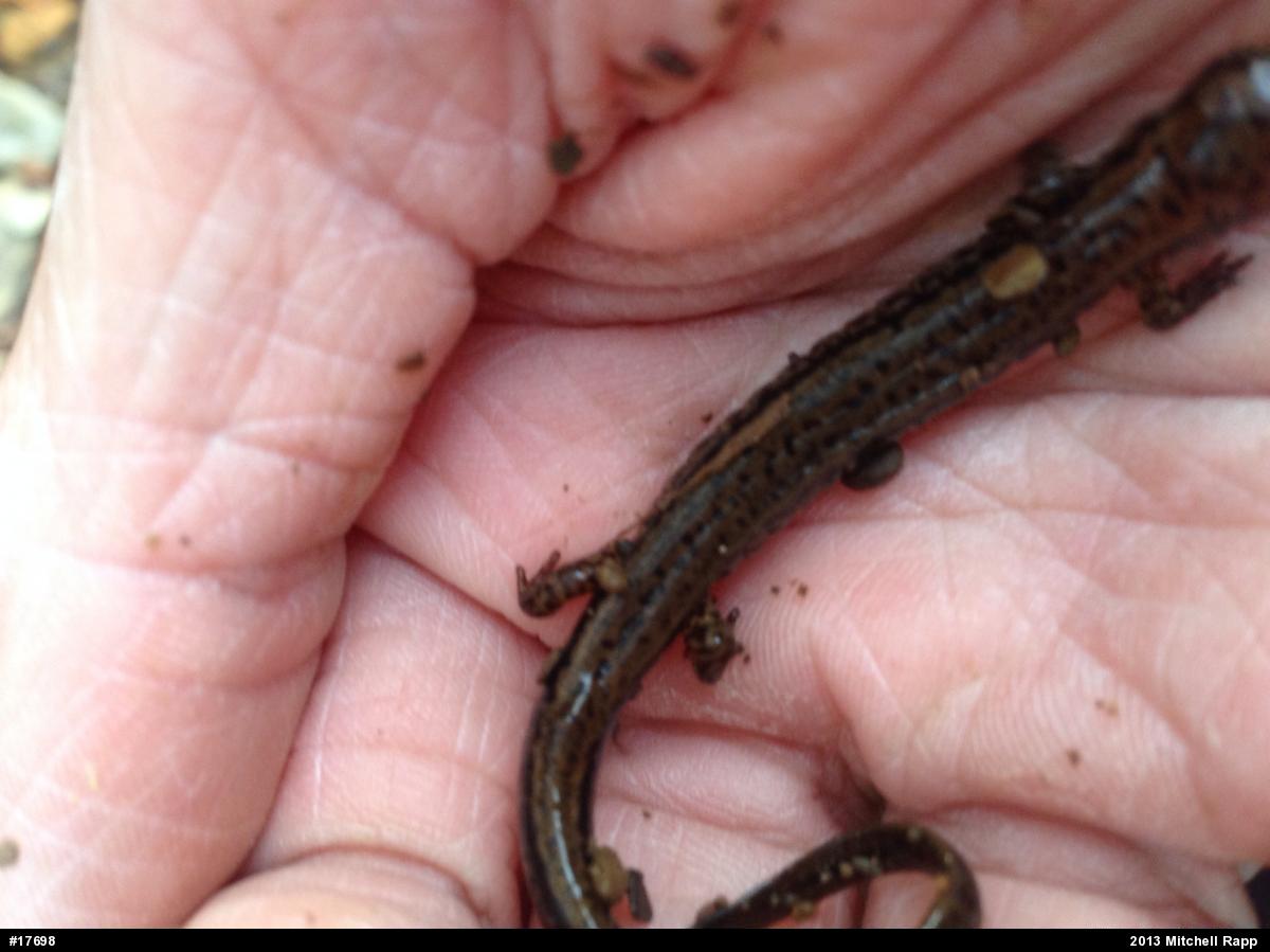 Northern Two-lined Salamander